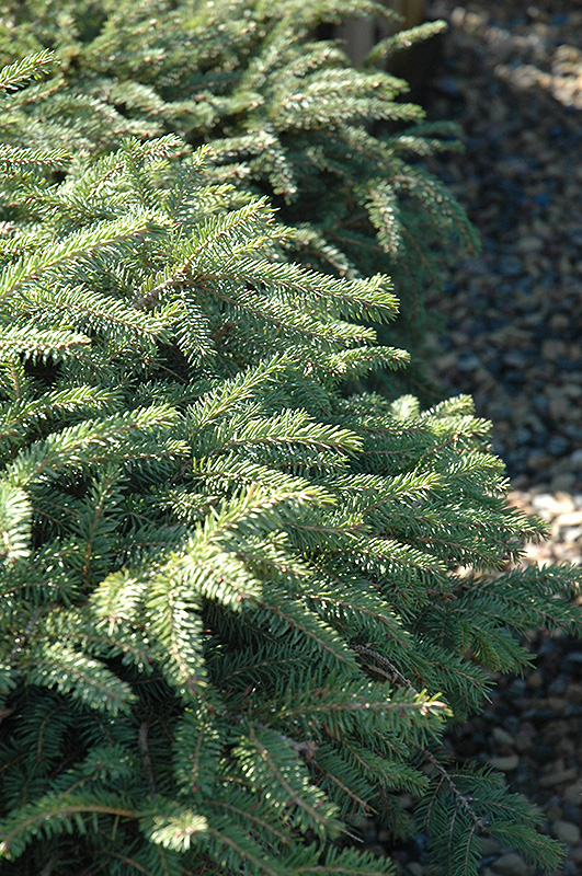 Elegans Spruce (Picea abies 'Elegans') at Oakland Nurseries Inc