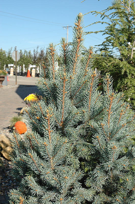 Iseli Fastigiate Spruce (Picea pungens 'Iseli Fastigiata') at Oakland Nurseries Inc