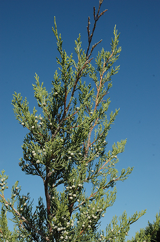 Hetz Columnar Juniper (Juniperus chinensis 'Hetz Columnar') at Oakland Nurseries Inc