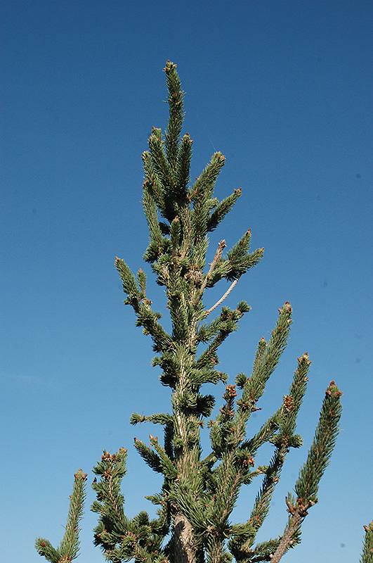 Hillside Upright Spruce (Picea abies 'Hillside Upright') at Oakland Nurseries Inc