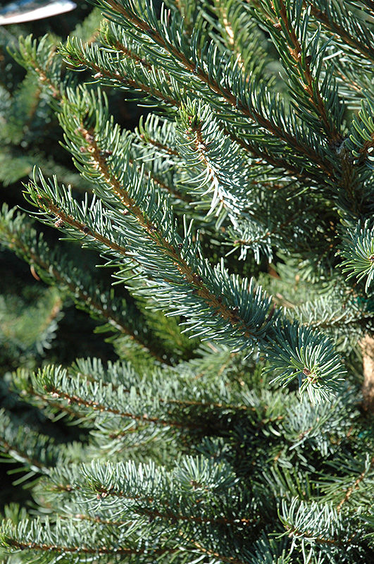 Bruns Spruce (Picea omorika 'Bruns') at Oakland Nurseries Inc