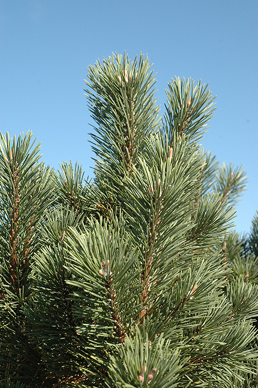 Columnar Mugo Pine (Pinus mugo 'Columnaris') at Oakland Nurseries Inc