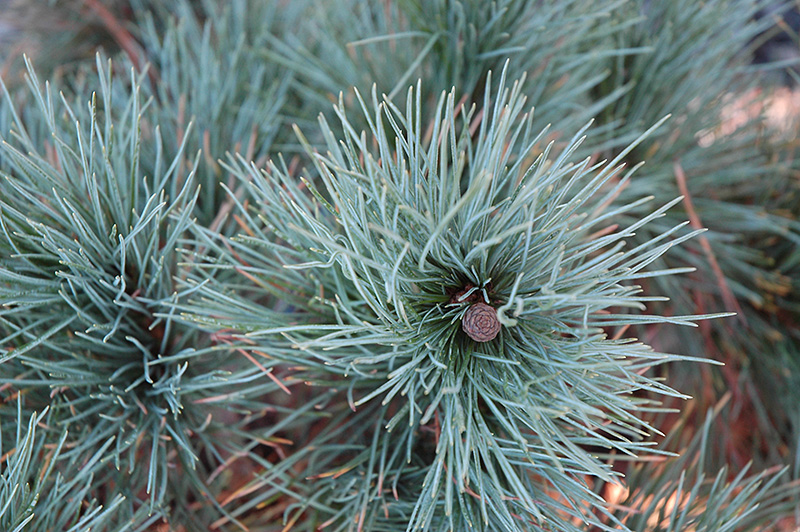 Dwarf Blue Swiss Stone Pine (Pinus cembra 'Glauca Nana') at Oakland Nurseries Inc