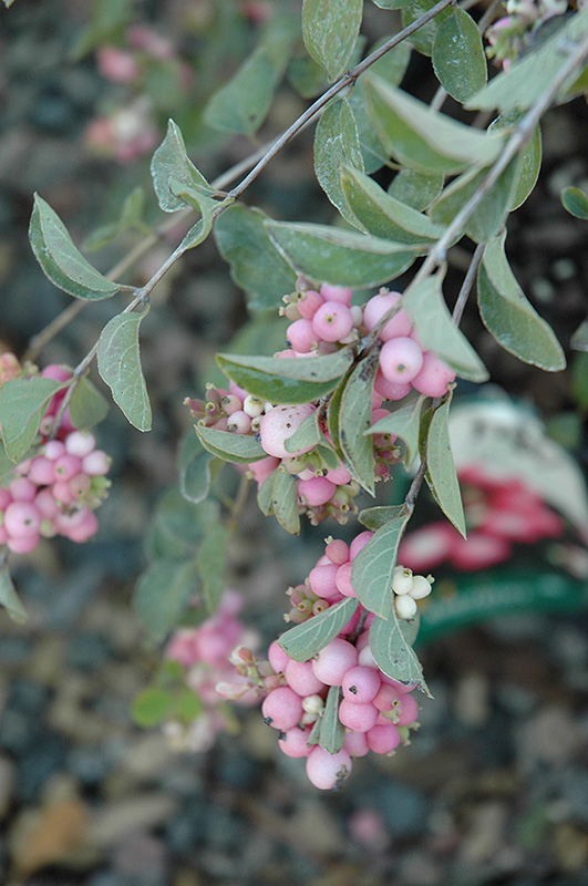 Amethyst Coralberry (Symphoricarpos x doorenbosii 'Kordes') at Oakland Nurseries Inc