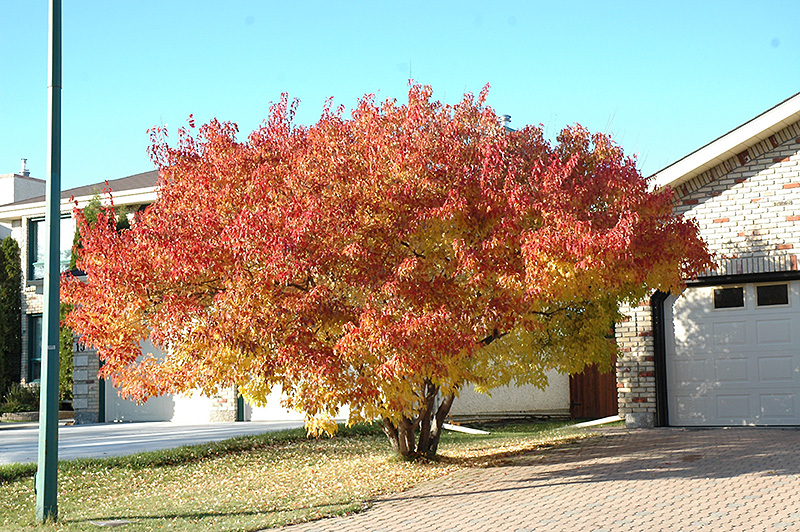 Amur Maple (multi-stem) (Acer ginnala '(multi-stem)') at Oakland Nurseries Inc