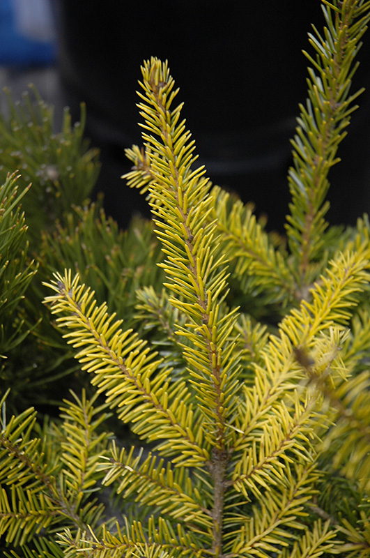 Golden Serbian Spruce (Picea omorika 'Aurea') at Oakland Nurseries Inc