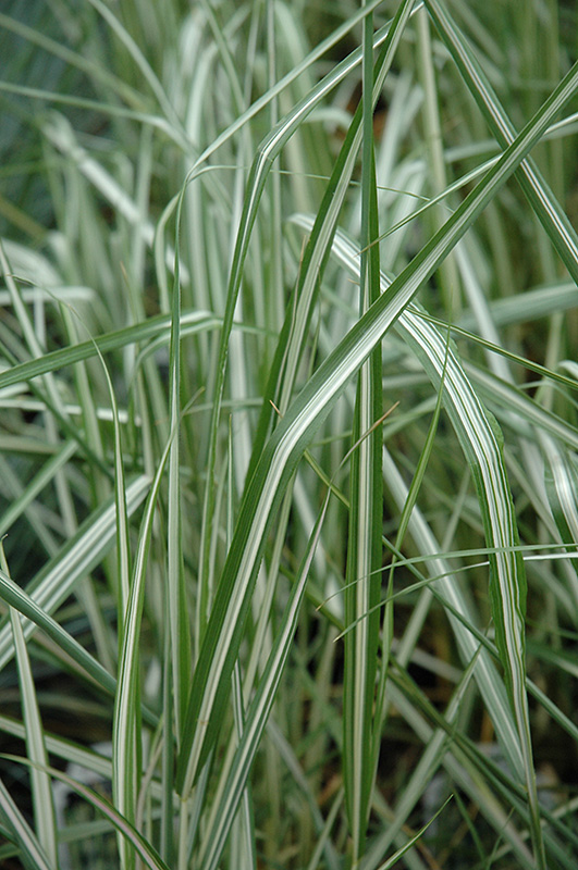Avalanche Reed Grass (Calamagrostis x acutiflora 'Avalanche') at Oakland Nurseries Inc
