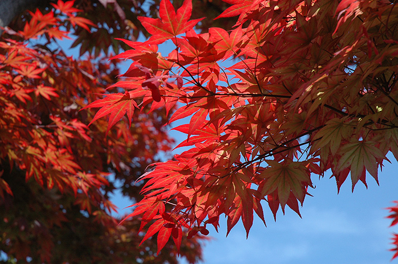 Oshio Beni Japanese Maple (Acer palmatum 'Oshio Beni') at Oakland Nurseries Inc