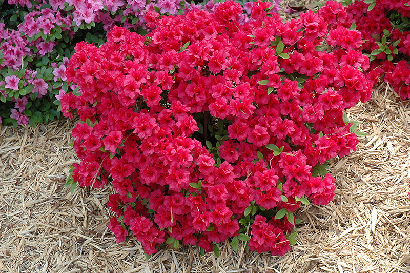 Hershey's Red Azalea (Rhododendron 'Hershey's Red') at Oakland Nurseries Inc