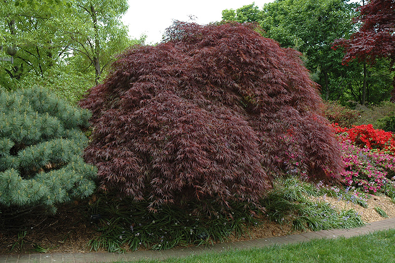 Red Select Cutleaf Japanese Maple (Acer palmatum 'Dissectum Red Select') at Oakland Nurseries Inc