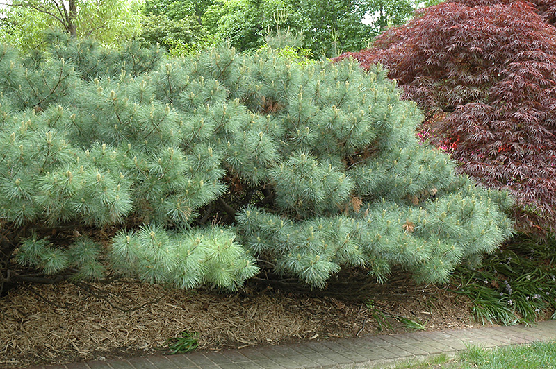 Dwarf White Pine (Pinus strobus 'Nana') at Oakland Nurseries Inc