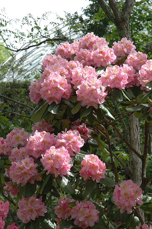 Scintillation Rhododendron (Rhododendron 'Scintillation') at Oakland Nurseries Inc