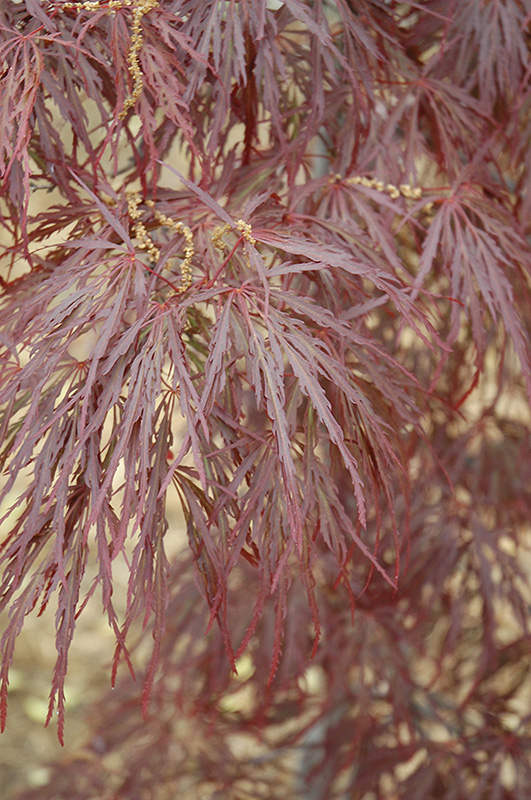 Garnet Cutleaf Japanese Maple (Acer palmatum 'Garnet') at Oakland Nurseries Inc