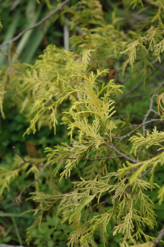 Weeping Golden Threadleaf Falsecypress (Chamaecyparis pisifera 'Filifera Aurea Pendula') at Oakland Nurseries Inc