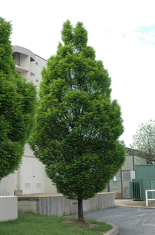 Pyramidal European Hornbeam (Carpinus betulus 'Fastigiata') at Oakland Nurseries Inc