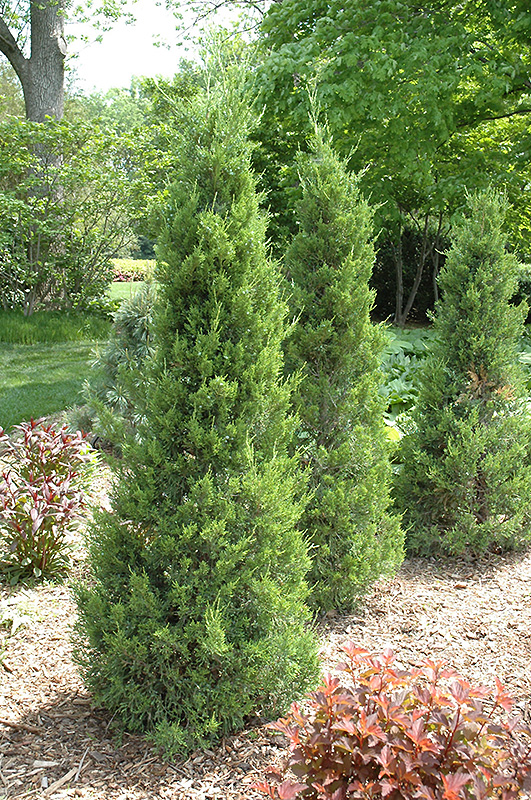 Fairview Juniper (Juniperus chinensis 'Fairview') at Oakland Nurseries Inc