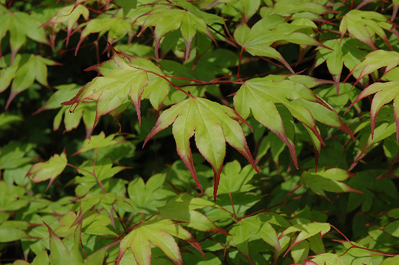 Tsuma Gaki Japanese Maple (Acer palmatum 'Tsuma Gaki') at Oakland Nurseries Inc
