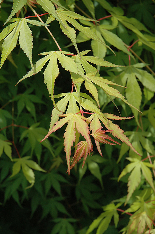 Katsura Japanese Maple (Acer palmatum 'Katsura') at Oakland Nurseries Inc