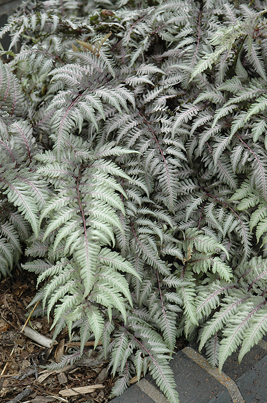 Pewter Lace Painted Fern (Athyrium nipponicum 'Pewter Lace') at Oakland Nurseries Inc