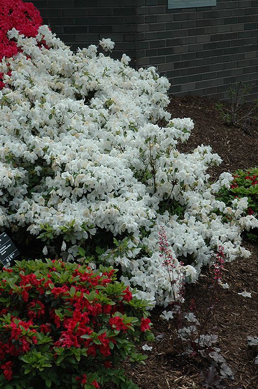 Delaware Valley White Azalea (Rhododendron 'Delaware Valley White') at Oakland Nurseries Inc