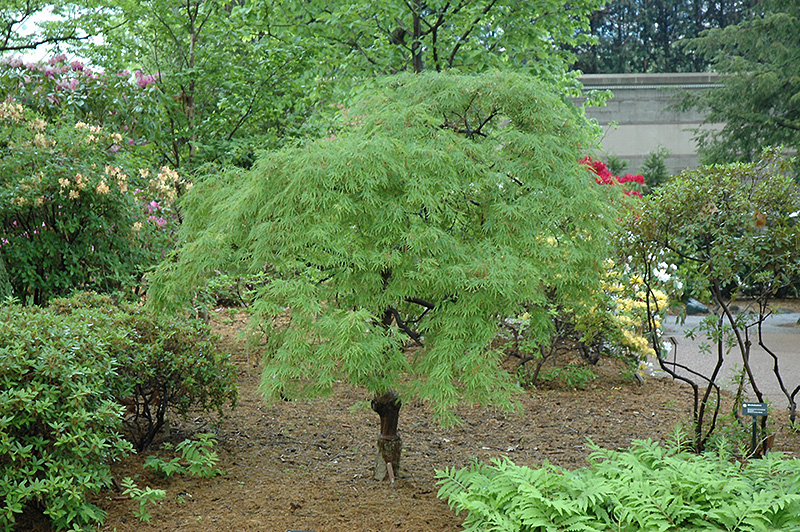 Cutleaf Japanese Maple (Acer palmatum 'Dissectum') at Oakland Nurseries Inc