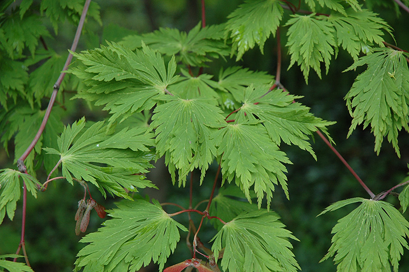 Cutleaf Fullmoon Maple (Acer japonicum 'Aconitifolium') at Oakland Nurseries Inc