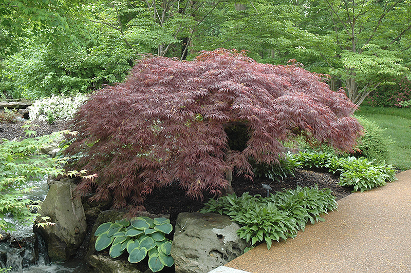 Red Select Japanese Maple (Acer palmatum 'Red Select') at Oakland Nurseries Inc
