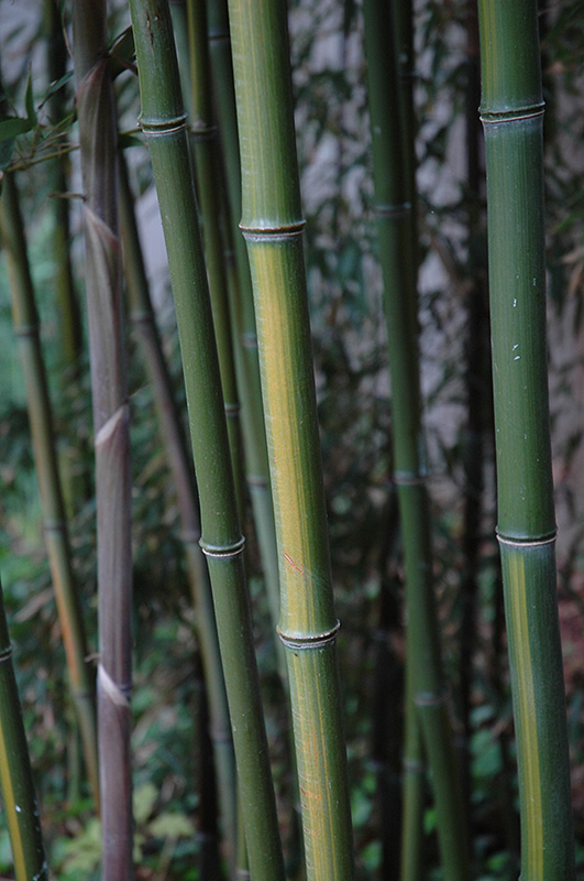 Yellow Grove Bamboo (Phyllostachys aureosulcata) at Oakland Nurseries Inc