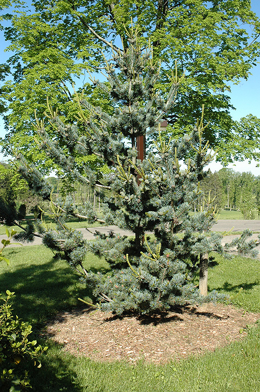 Short-Needled Japanese Blue Pine (Pinus parviflora 'Glauca Brevifolia') at Oakland Nurseries Inc