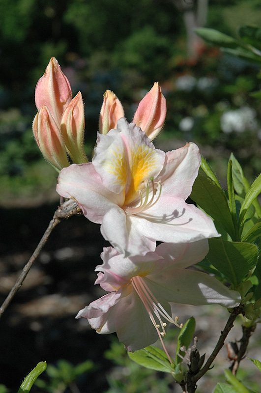 Knap Hill White Azalea (Rhododendron 'Knap Hill White') at Oakland Nurseries Inc