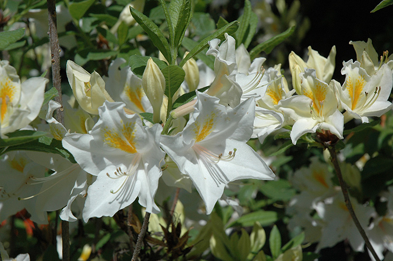 Exbury White Azalea (Rhododendron 'Exbury White') at Oakland Nurseries Inc