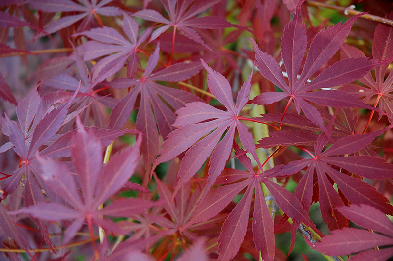 Sherwood Flame Japanese Maple (Acer palmatum 'Sherwood Flame') at Oakland Nurseries Inc