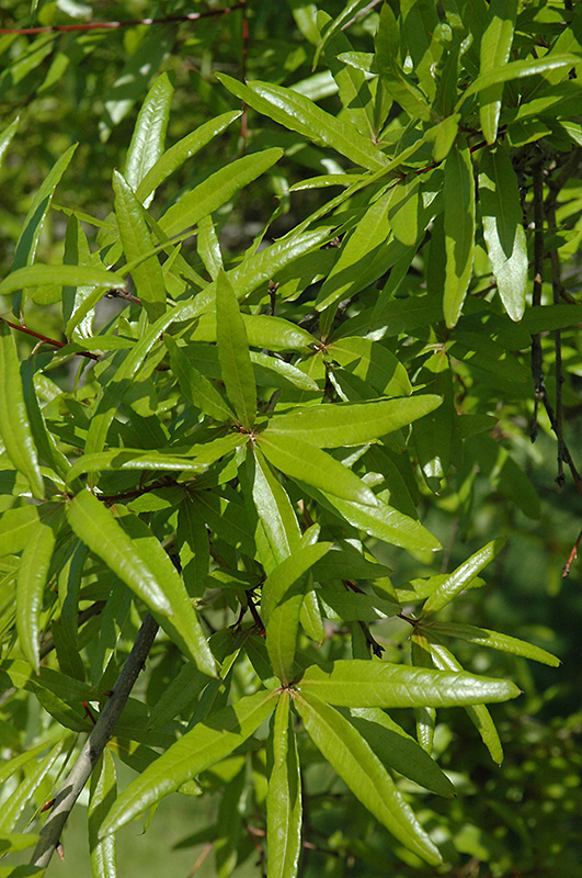Willow Oak (Quercus phellos) at Oakland Nurseries Inc