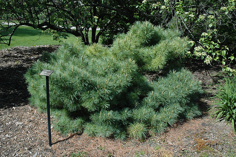 Dwarf Blue Eastern White Pine (Pinus strobus 'Glauca Nana') at Oakland Nurseries Inc