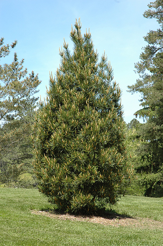 Rowe Arboretum Lacebark Pine (Pinus bungeana 'Rowe Arboretum') at Oakland Nurseries Inc