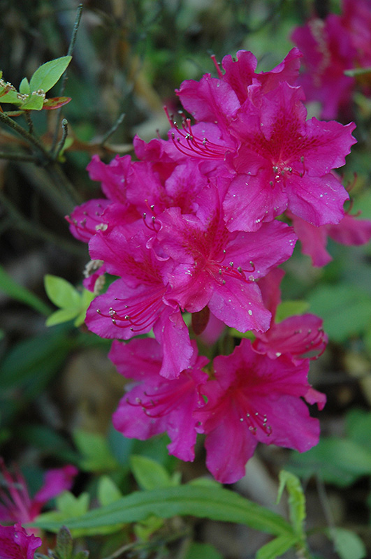 Girard's Fuchsia Evergreen Azalea (Rhododendron 'Girard's Fuchsia') in