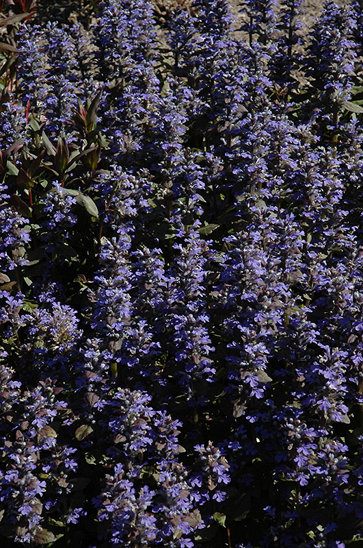 Purple Brocade Bugleweed (Ajuga reptans 'Purple Brocade') at Oakland Nurseries Inc