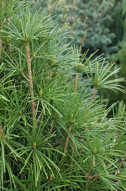 Wintergreen Umbrella Pine (Sciadopitys verticillata 'Wintergreen') at Oakland Nurseries Inc