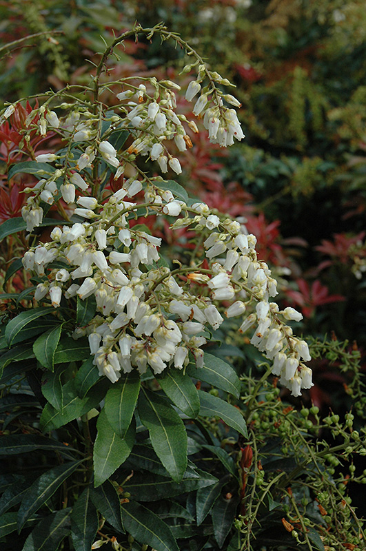 Mountain Fire Japanese Pieris (Pieris japonica 'Mountain Fire') at Oakland Nurseries Inc'Mountain Fire') at Oakland Nurseries Inc