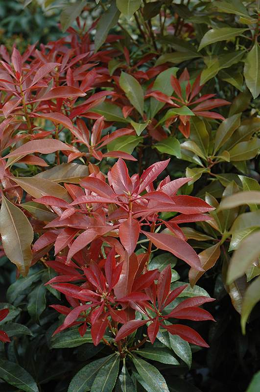 Mountain Fire Japanese Pieris (Pieris japonica 'Mountain Fire') at Oakland Nurseries Inc'Mountain Fire') at Oakland Nurseries Inc