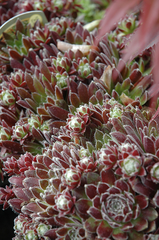 Icicle Hens And Chicks (Sempervivum 'Icicle') at Oakland Nurseries Inc