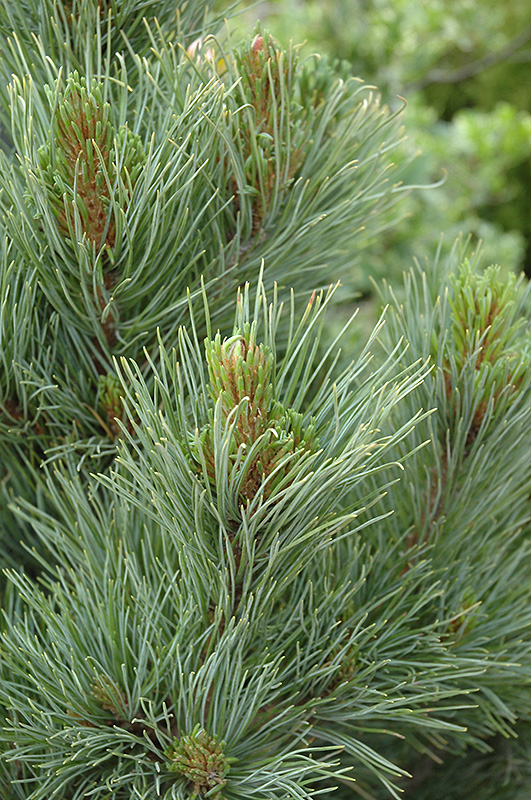 Blue Swiss Stone Pine (Pinus cembra 'Glauca') at Oakland Nurseries Inc