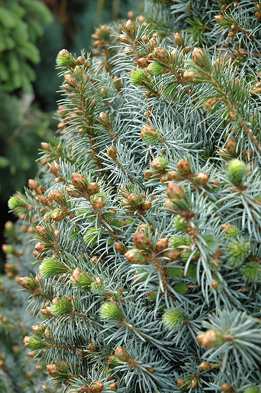 Papoose Dwarf Sitka Spruce (Picea sitchensis 'Papoose') at Oakland Nurseries Inc