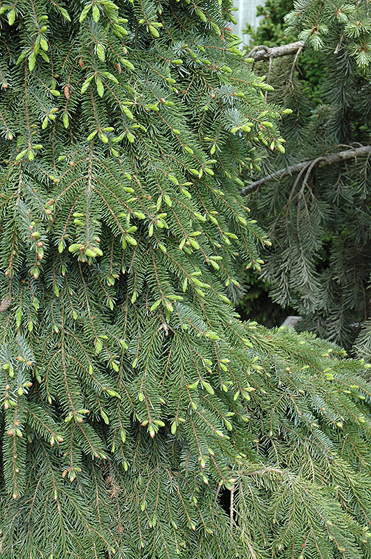 Bruns Weeping Spruce (Picea omorika 'Pendula Bruns') at Oakland Nurseries Inc