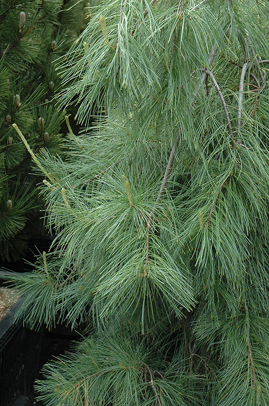 Weeping White Pine (Pinus strobus 'Pendula') at Oakland Nurseries Inc