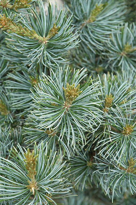 Short-Needled Japanese Blue Pine (Pinus parviflora 'Glauca Brevifolia') at Oakland Nurseries Inc