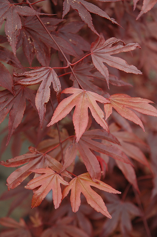 Fireglow Japanese Maple (Acer palmatum 'Fireglow') at Oakland Nurseries Inc