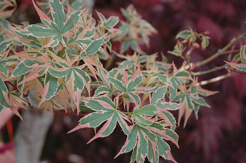 Beni Schichihenge Japanese Maple (Acer palmatum 'Beni Schichihenge') at Oakland Nurseries Inc
