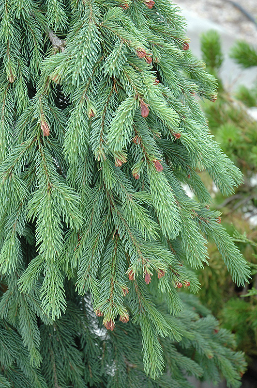 Weeping White Spruce (Picea glauca 'Pendula') at Oakland Nurseries Inc
