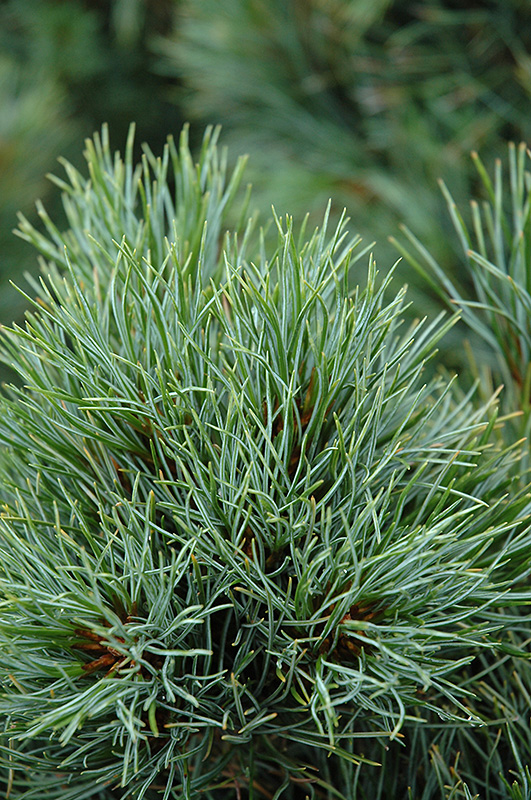 Chalet Swiss Stone Pine (Pinus cembra 'Chalet') at Oakland Nurseries Inc